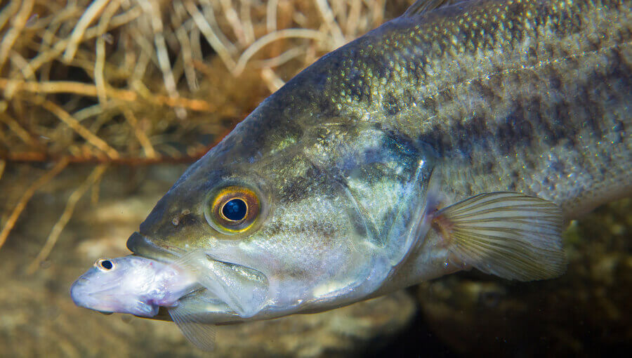 Adult largemouth bass is eating its prey.