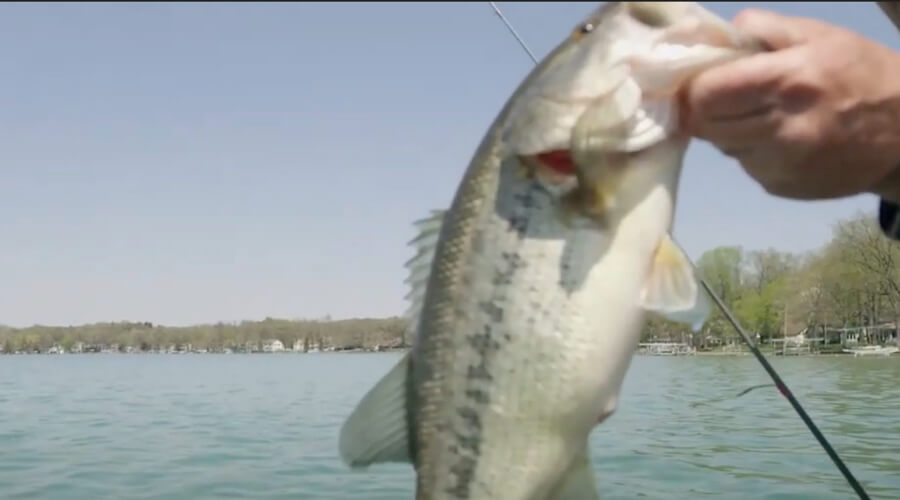 Fishing largemouth bass during the spawning season.